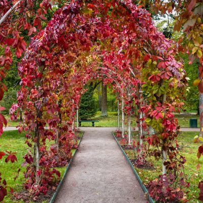 pergola-garden-oranienbaum-palace-complex-lomonosov-saint-petersburg-russia