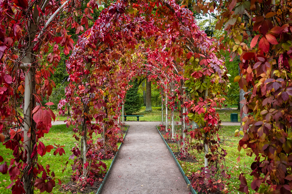 pergola-garden-oranienbaum-palace-complex-lomonosov-saint-petersburg-russia