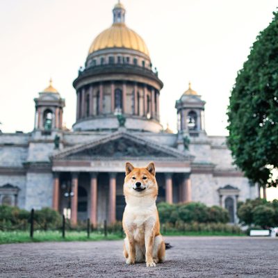 Cute dog sitting near cathedral looking at camera