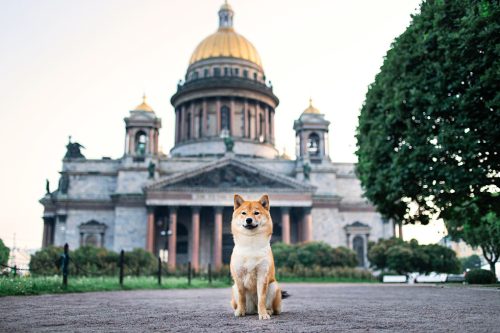 Cute dog sitting near cathedral looking at camera