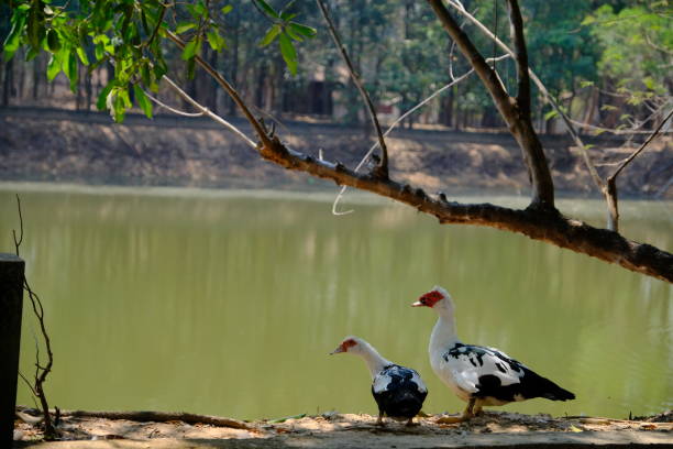 Cairina moschata duck family