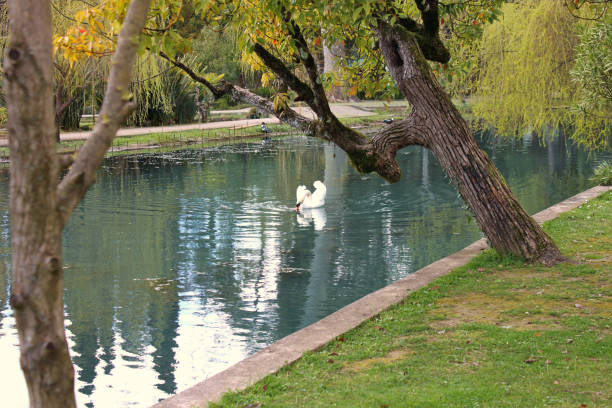 A pond in an old park in spring. New Athos, Abkhazia