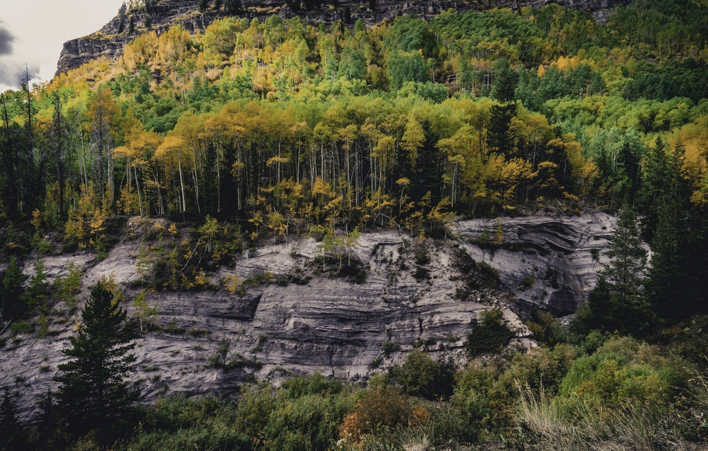 Beautiful shot of a colorful autumn forest full of different kinds of plants